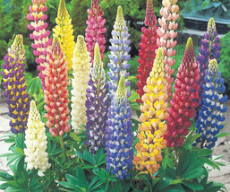 ArfanJaya Lupine Tutti Frutti Rainbow Mix 35 Colorful Seeds Non Gmo Seeds - £7.86 GBP