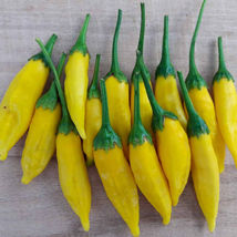 25 Seeds Lemon Drop Pepper Vegetables Garden - £7.73 GBP