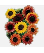 30 Seeds Sunflower Mix Vibrant Heirloom Blooms - £10.16 GBP