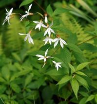 39 seeds indian physic, WHITE PERENNIAL FLOWER - £10.27 GBP