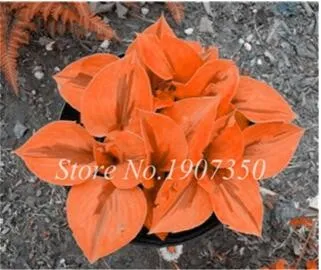 120 Colorful Hosta Seeds Perfect Color T3 - £7.05 GBP