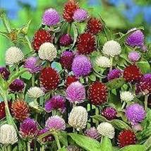 Gomphrena Globe Amaranth Flowers, 30 Seeds, cut flowers - £6.76 GBP