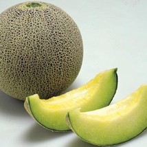 USA Seller 50 Japanese Melon Ichiba Kouji Seeds Organic Free Shipping - £13.12 GBP