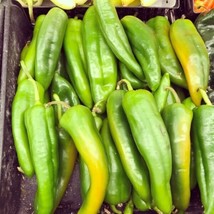 Fresh Garden 50 Anaheim Chile Hot Pepper Seeds NON-GMO - £6.94 GBP