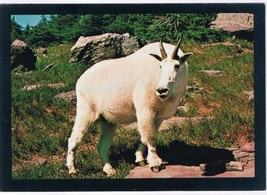 Postcard Big Billy Mountain Goat Glacier National Park - £2.35 GBP