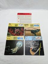 Lot Of (4) 1975 Rencontre Sponges And Jellyfishes Education Cards - $12.09 CAD