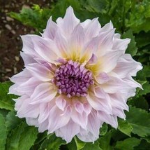 30 Dahlia Pompon Dahlia Tuber Seeds Bw91059-406 Gardening USA SELLER - $13.97