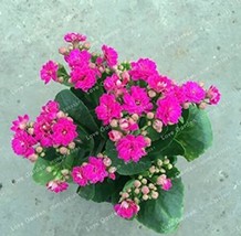 100 pcs Kalanchoe Longevity Flower Seeds - Rose Red Flowers FRESH SEEDS - £8.25 GBP