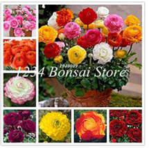 100  pcs Ranunculus Flower Plants Seeds Ranunculus Flower Bonsai Perennials Flow - £8.62 GBP