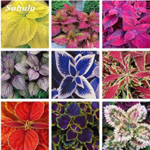 100Seeds Coleus Bonsai Coleus Blumei Rainbow Mix Color Flower Bonsai Bon... - £8.58 GBP