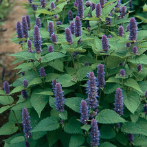 2000 Anise Hyssop Seeds Non-Gmo  From US - £7.96 GBP