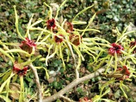 THJAR 10 Moonlight Witch Hazel Seeds - Hamamelis X Intermedia &#39;Moonlight&#39; - £9.46 GBP