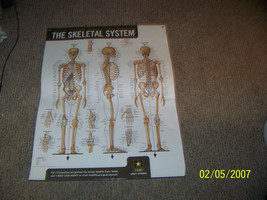 cool health and science poster {the human  skeletal system} - £7.75 GBP