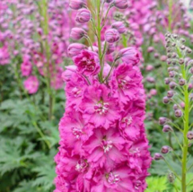 50 Pc Seeds Bright Pink Delphinium Perennial Flower Seeds for Planting | RK - £15.10 GBP