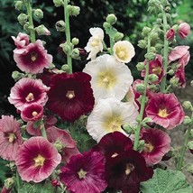 Hollyhock Seeds Hollyhock Alcea Rosea Indian Spring Flower Seed 2000 Seeds Fresh - £15.85 GBP