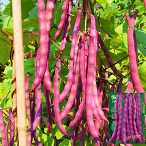 Purple Pole Bean  Flower Seeds High Germation - $2.23