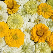 100 Lemon Meringue Zinnia Mix Seeds. Organic. USA Seeds. Ships free - Organic -  - £2.55 GBP