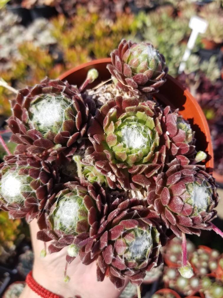 Sempervivum Arachnoideum  (4&quot;Pot) - $10.99