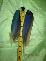 2 MACAW FEATHER Blue And Gold Macaw Naturally Molted 10 and 8 Inches Long - £20.08 GBP