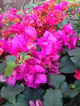 Miami Pink Bougainvillea starter/plug Plant Well Rooted Ships Bare Root Garden - £38.62 GBP