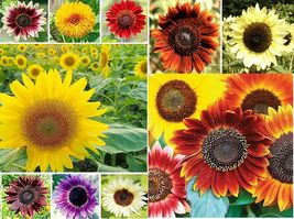 15 Varieties 1000 Sunflower Seeds for Planting Jumbo Mix Pack Helianthus annuus - £16.41 GBP