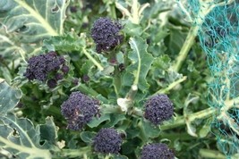 SHIPPED FROM US 400 Purple Sprouting Broccoli Brassica Vegetable Seeds, LC03 - £11.99 GBP