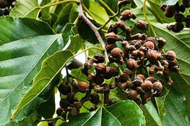 20 Japanese Raisin Tree Seeds Hovenia Dulcis USA Seller - £7.80 GBP