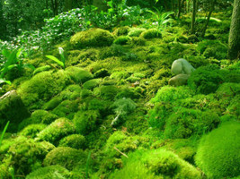 1x1 feet - Mixed Live Moss - For Reptles Terrariums Fairy Gardens Dish Gardens - £29.53 GBP