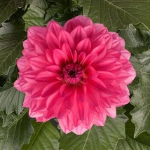 TISSEEDS 25 Grande Mendoza Dahlia Perennial Flowers Seeds Flowering Bloom 1118 S - £6.93 GBP