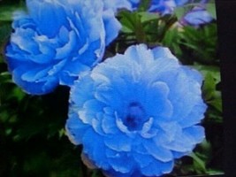 20 Seeds Large Bloom Color Blue Tree Peony Rapid Beauty With Heirloom Garden See - $16.95