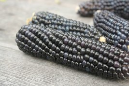 BPA 50 Seeds Blue Hopi Corn Seed Organic Native Heirloom Summer Fall Vegetable G - £7.16 GBP