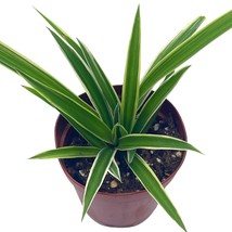 Spider Plant, Chlorophytum comosum, Limited, in a 2 inch Pot Tiny Mini Pixie Pla - £5.42 GBP