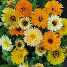 Calendula Fiesta Gitana Dwarf Mix Pot Marigold Heirloom Flowers Edible 100 Seeds - £6.51 GBP