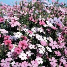 US Seller 500 Oculata Mixed Colors Viscaria Rose Of Heaven Silene Coeli-... - $11.60