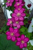 Best 25 Seeds Magenta Clematis Beautiful Deep PInk Flowers Gardening - £3.84 GBP