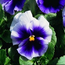 50 Pansy Seeds Faces Beaconsfield Flower Seeds Beacons Fieldgarden Beautiful USA - $21.75