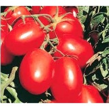 USA Seller Rio Grande Tomato Fast Shipping - £9.87 GBP