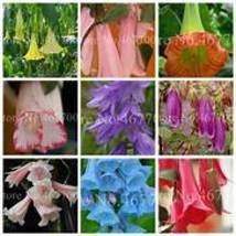 BELLFARM Datura Plants Herbs Seeds Mixed 9 Colors Datura Trumpet Flowers DL558C - £9.54 GBP