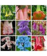 BELLFARM Datura Plants Herbs Seeds Mixed 9 Colors Datura Trumpet Flowers... - $11.98