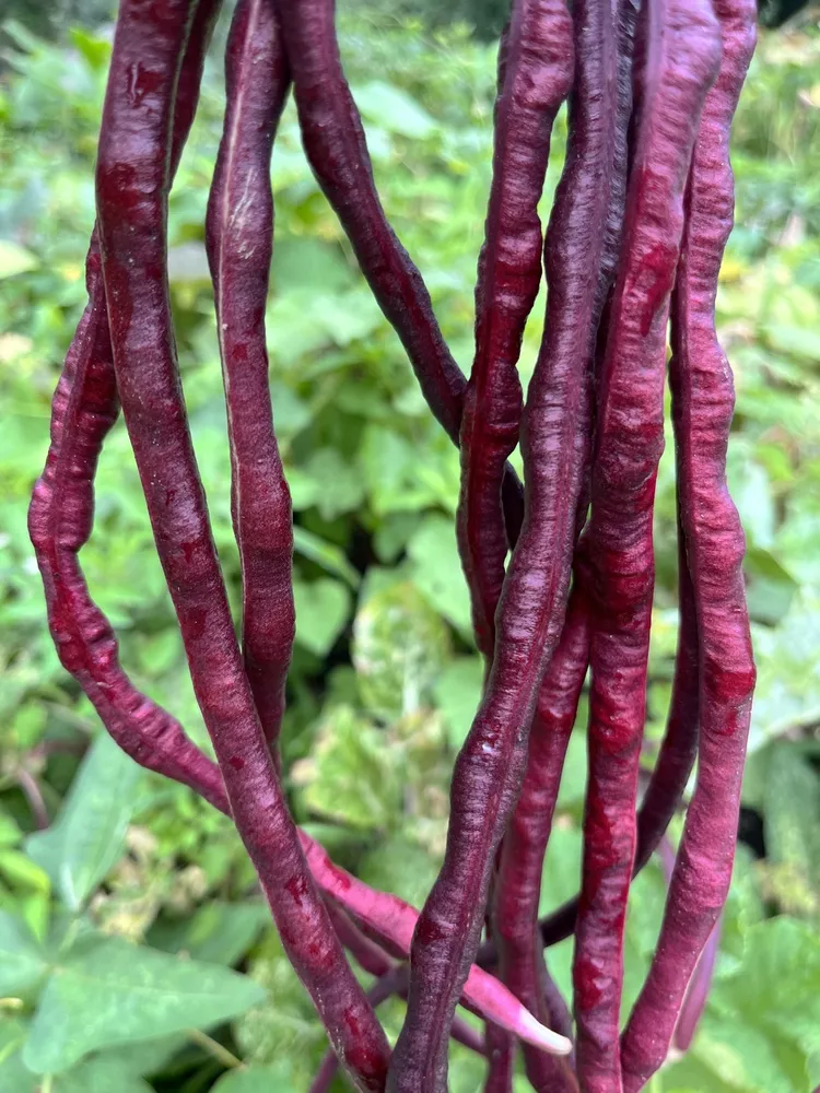 Vigna unguiculata PURPLE MART ASIAN YARD LONG BEAN 20 SEEDS - $12.29