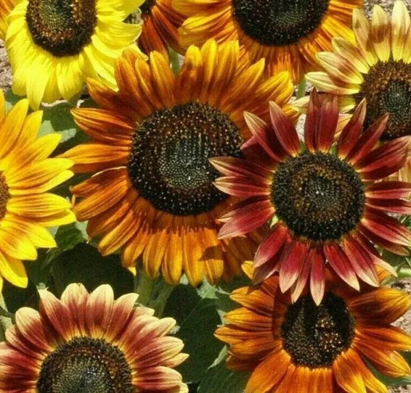 Mardi Gras Sunflower Seeds 30+ Annual Flower Bees Butterfly Garden - £3.31 GBP