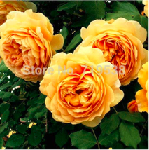 US Seller Yellow Rose Golden Celebration Aromatic 100 Flower Bonsai New Fresh Se - $10.90