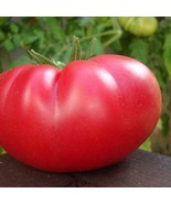 Mortgage Lifter Tomato Plant Large Well Shaped Fruit 2.5 inch Pot - $21.92 CAD