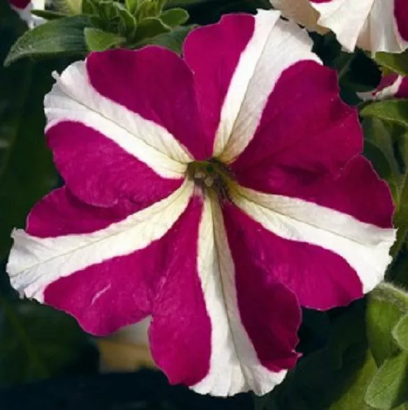 50 Petunia Seeds Pelleted Petunia Celebrity Rose Star Seeds - $14.46