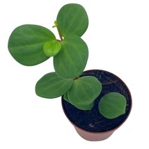 Peperomia Hope, 2 inch, Trailing Jade peperomia rotundifolia Tiny Mini Pixie Pla - £4.41 GBP
