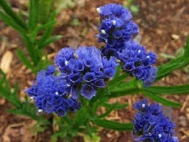 50+ Deep Blue Statice Flower Seeds Long Lasting Annual Great Cut Or Dried - $9.84