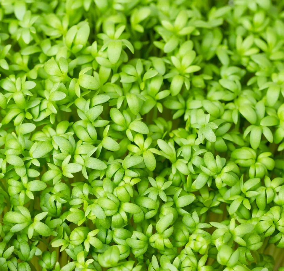 Curled Cress Microgreen Seeds Non-GMO Heirloom 100 Seeds Easy Grow - £6.32 GBP