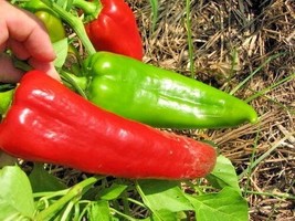 Exotic Red Marconi sweet pepper seeds non-gmo Italian heirloom BIG FLAVOR - $13.80