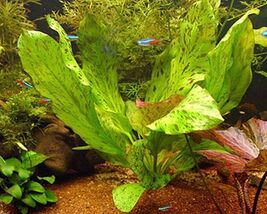 ECHINODORUS OZELOT RED ONE BUNDLE - Aquatic Live Plants  SUPER PRICE!!!!! - $5.93