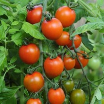 25 Orange Zinger Tomato Cherry Tomato Vegetable Fresh Seeds USA Seller - $17.49